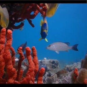 Meet your Posher, Corinne